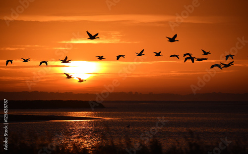 Gänse fliegen im Sonnenlicht © dieter76