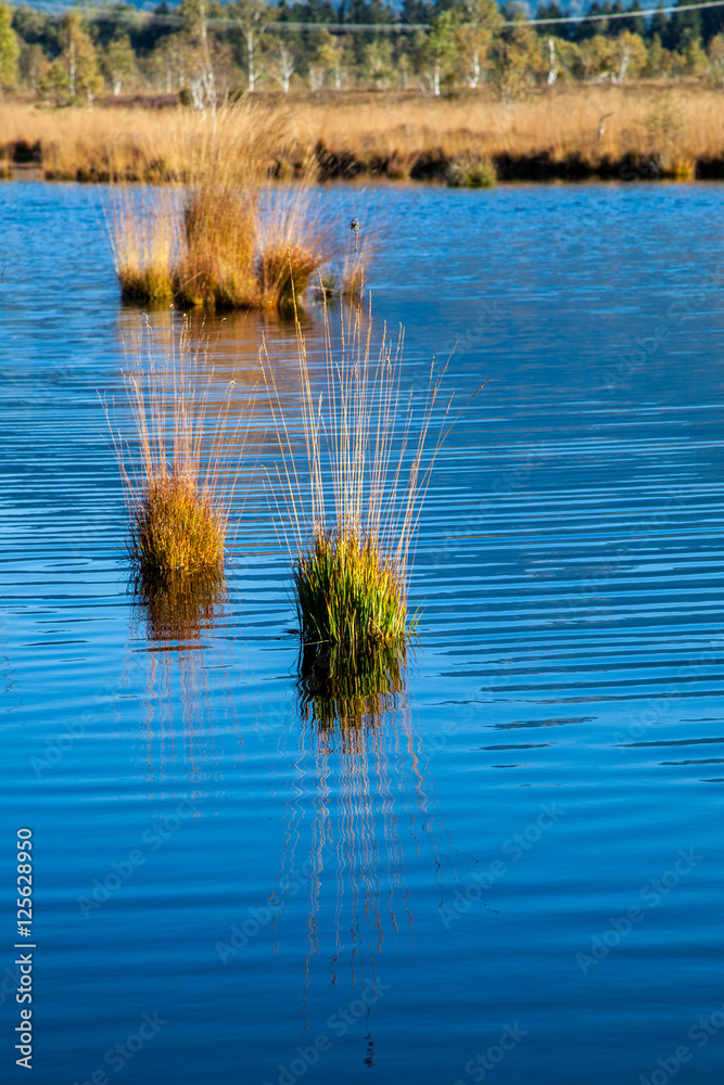Die Moor und Filz - Landschaft Kendlmühlfilz Die Moor und Filz - Landschaft Kendlmühlfilz