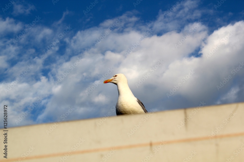 Seagull on a Ledge
