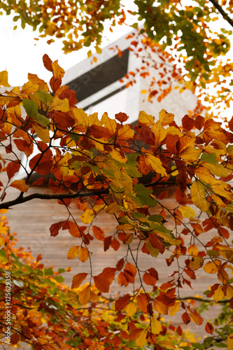 Modern building through the leaves