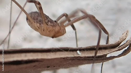 Long legs arachnid moving a little