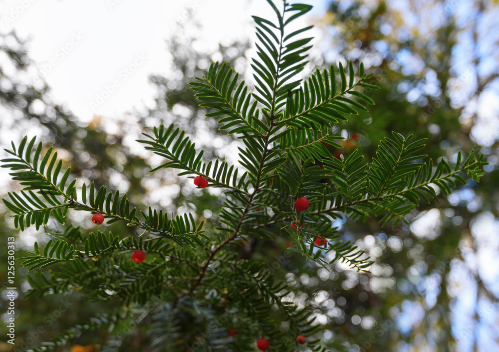 evergreen branches of a yew with red berries