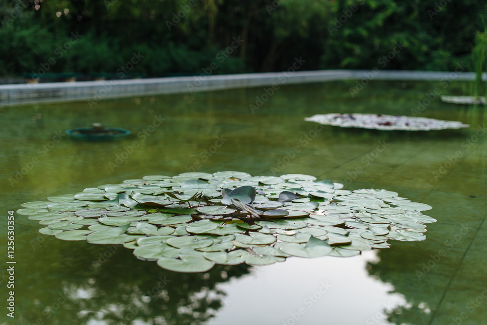 Leaves of water lily in the lake Leaves of water lily in the lake