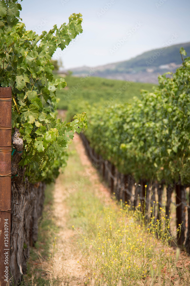 Naklejka premium Vineyard I