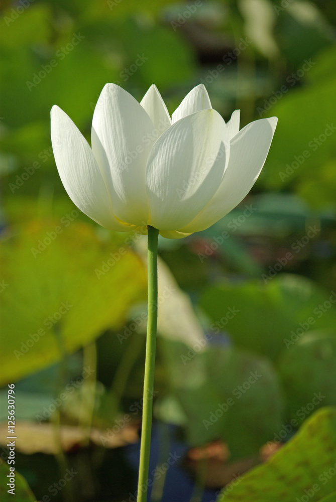 Lotus blanc en été, parc floral Paris Lotus blanc en été, parc floral Paris
