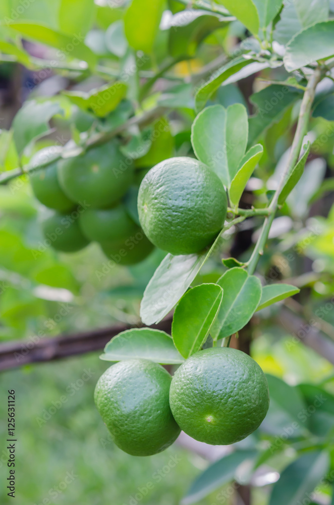Lime tree with fruits