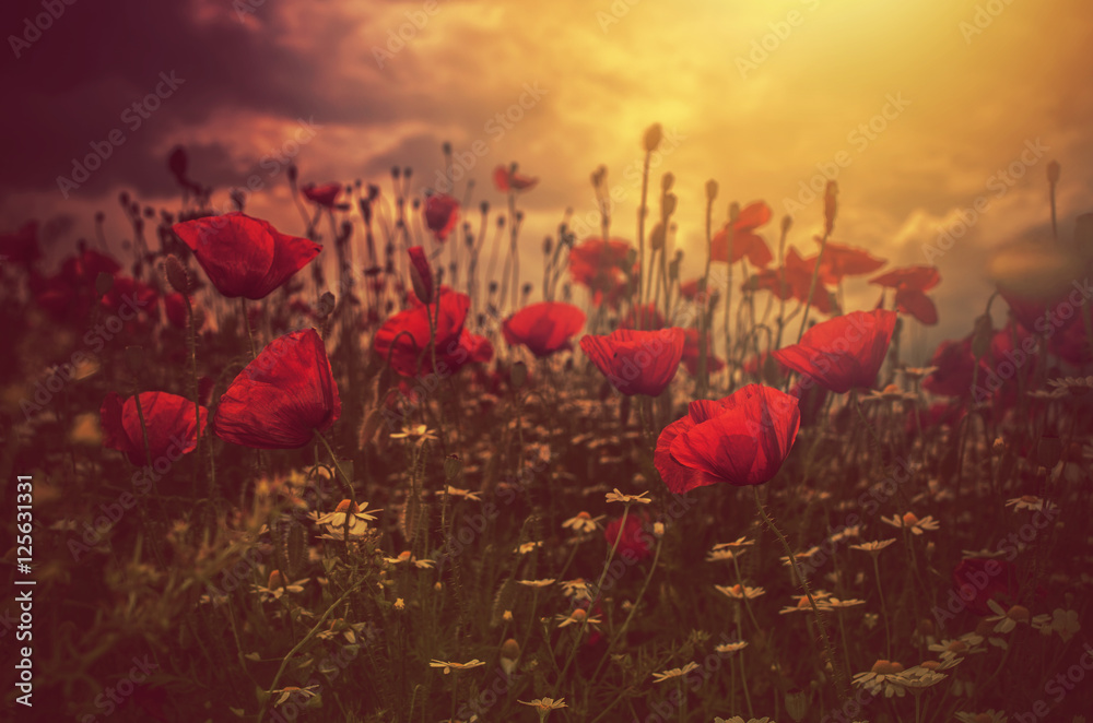 Obraz premium pole maków i słońce