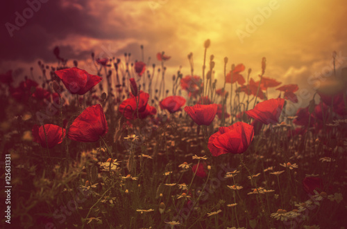 poppies field and sun