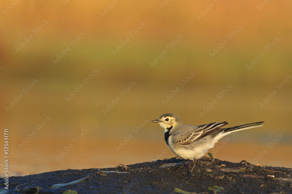 white wagtail sits on an island of the lake white wagtail sits on an island of the lake