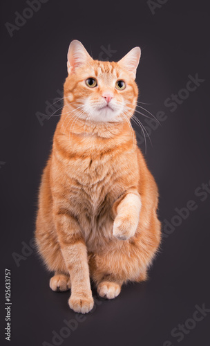 Orangetabby cat sitting against dark gray background, with his paw up in air
