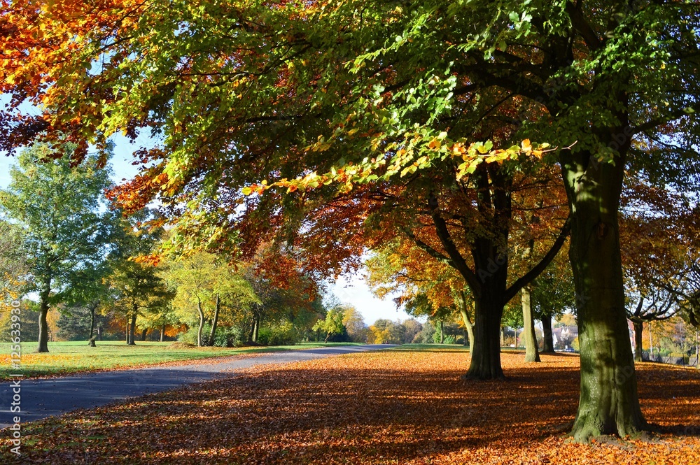 Naklejka premium A Colourful Autumn Landscape.