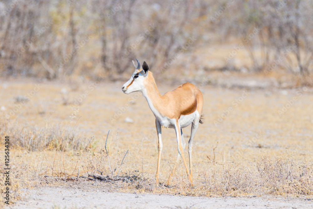 Springbok grazing in the bush. Wildlife Safari in the Etosha National Park, famous travel destination in Namibia, Africa. Springbok grazing in the bush. Wildlife Safari in the Etosha National Park, famous travel destination in Namibia, Africa.