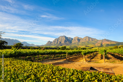 Stellenbosch Vineyards photo