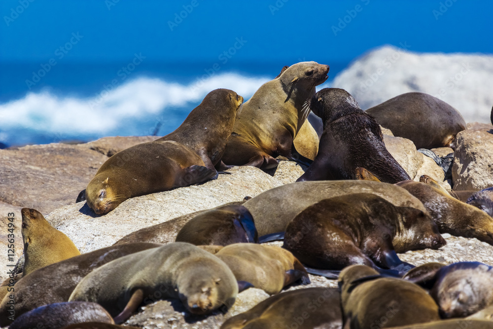 Cape fur seal colony (Arctocephalus pusillus, also known as Brown fur seal). South Africa, Duiker Island (Seal Island) near Hout Bay (Cape Peninsula, Cape Town)
