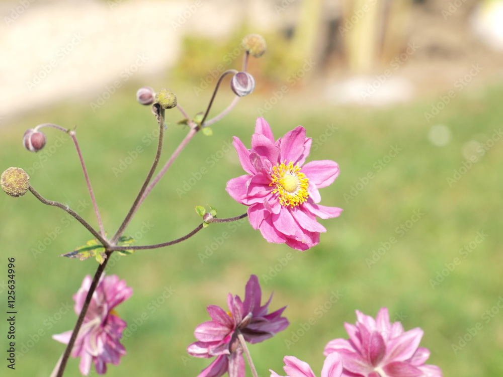 Obraz premium Rosa Anemone