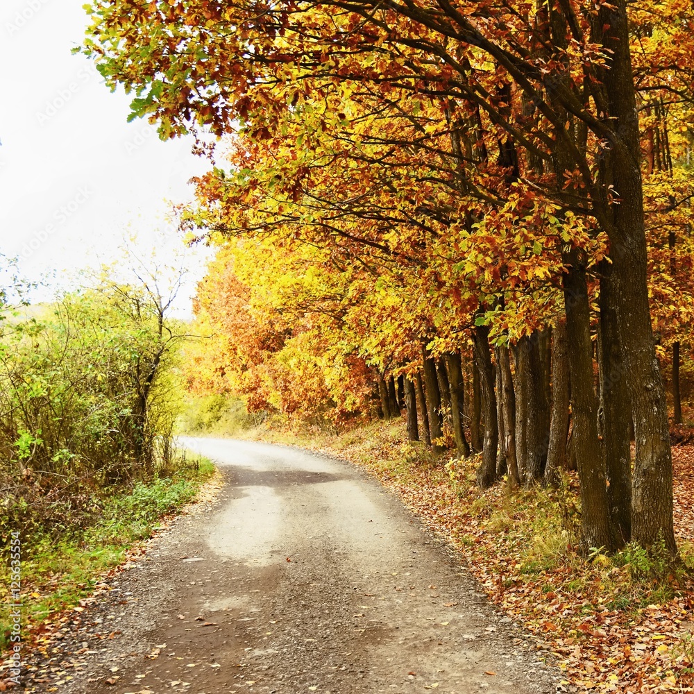 Beautiful romantic way in a park with colorful trees. Autumn natural background landscape. Beautiful romantic way in a park with colorful trees. Autumn natural background landscape.