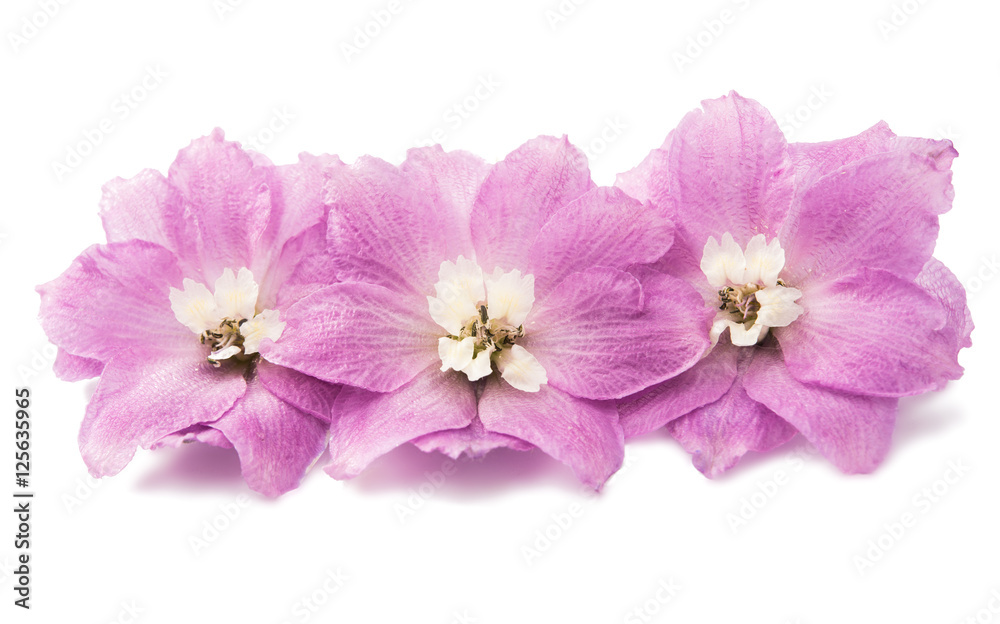 Obraz premium violet delphinium flower isolated