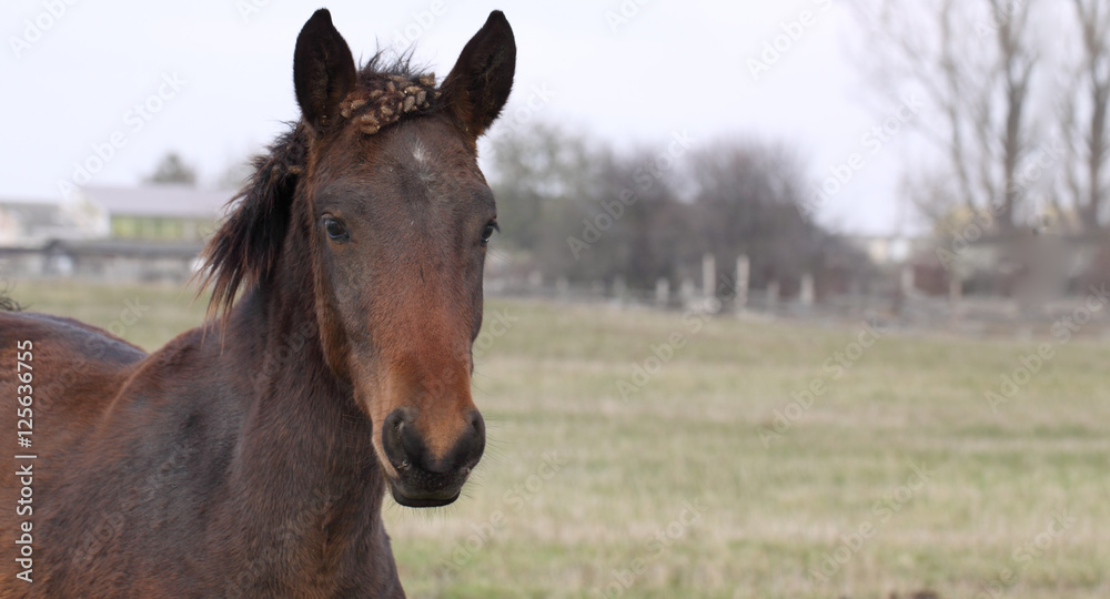 Fototapeta premium Dirty horse. But it is independent of human...