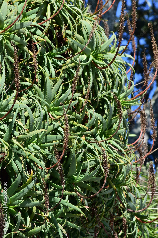 Large aloe plant with plenty of spikes on hard leaves. Large aloe plant with plenty of spikes on hard leaves.