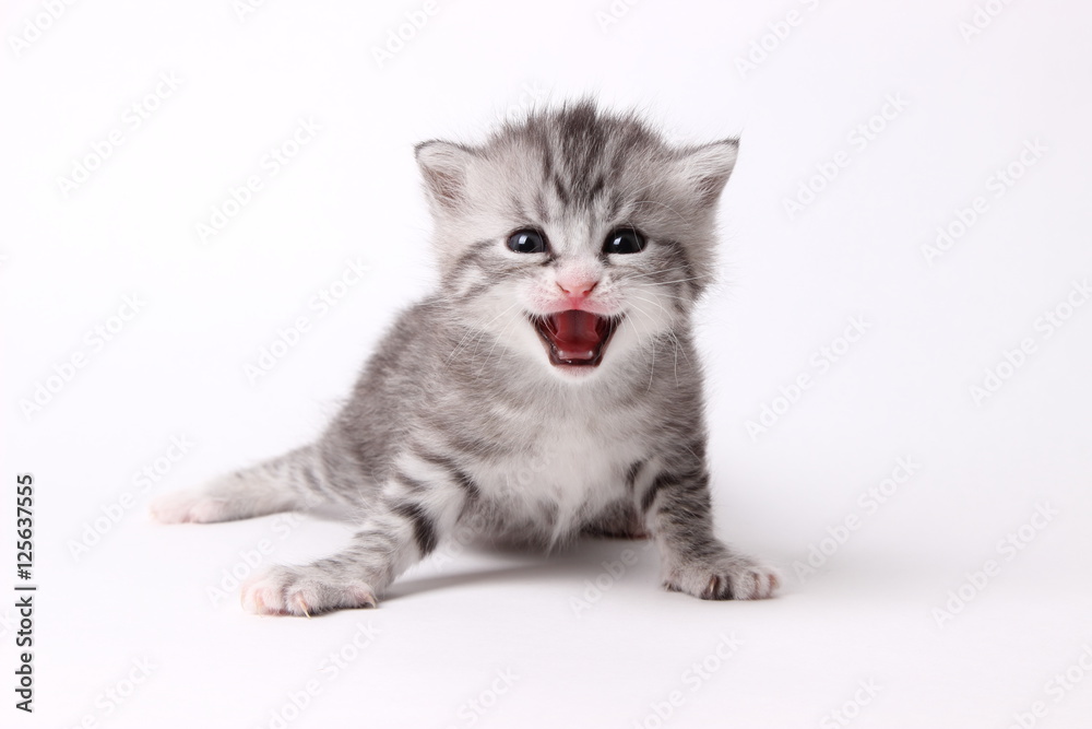 gray kitten on a white background gray kitten on a white background