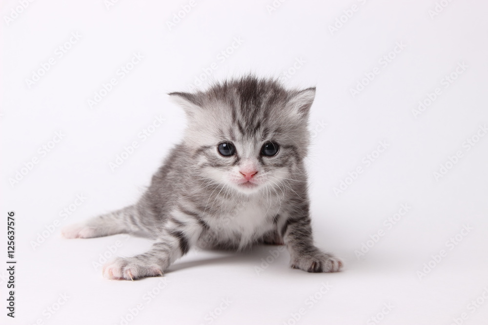 gray kitten on a white background gray kitten on a white background