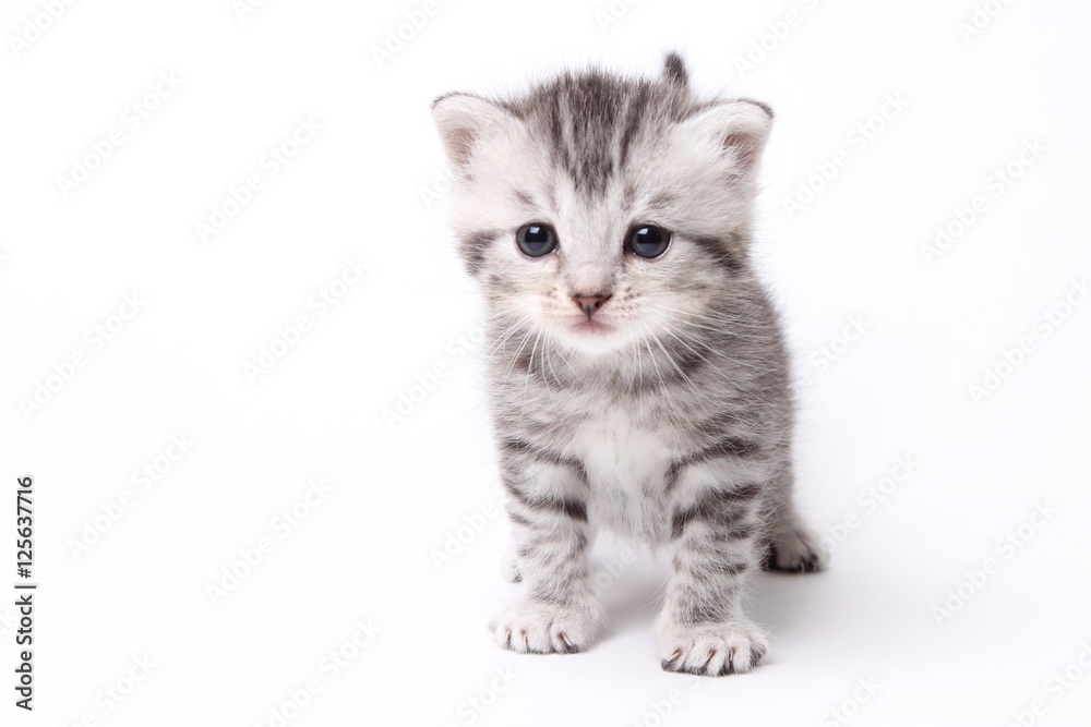 Obraz premium gray kitten on a white background