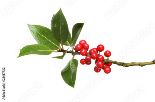 Holly leaves and berries