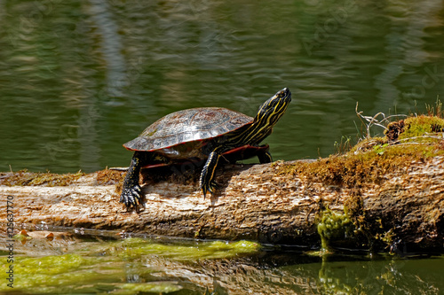 Painted Turtle on a Log