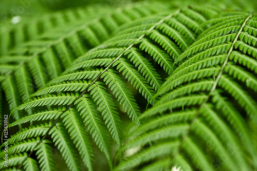 Fresh green ferns background