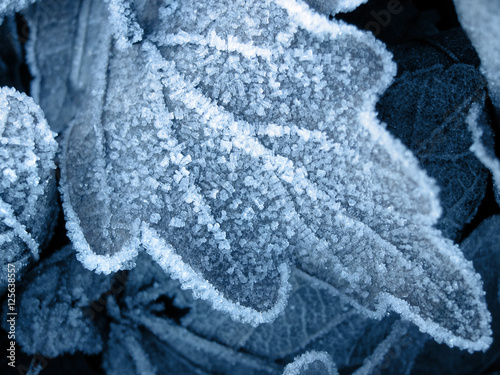 cold winter frosty leaf background
