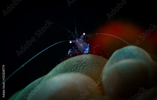 Periclemenes tosaensis commensal shrimp peers over bubble coral (Physogyra lechtensteini) on the Batu Sandar 3 dive site, Lembeh Straits, North Sulawesi, Indonesia photo