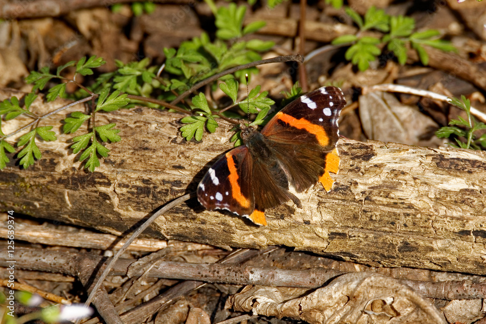 Red Admiral Butterfly Red Admiral Butterfly