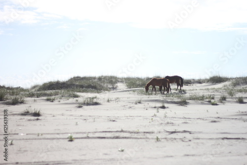 Wild Horses of Corolla in the Outer Banks of North Carolina