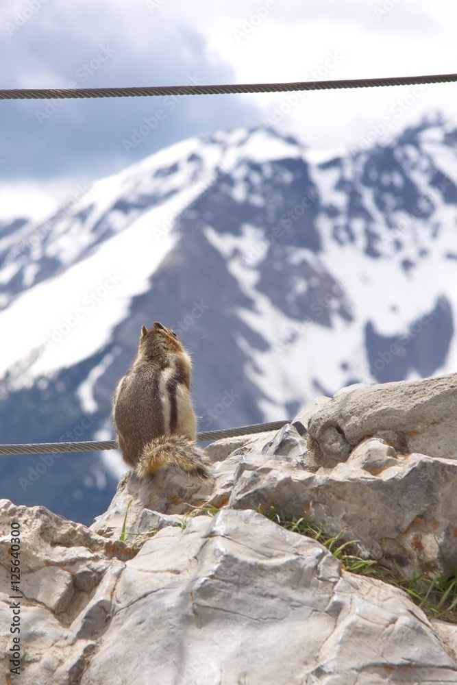 Naklejka premium Animals of Canadian Rockies