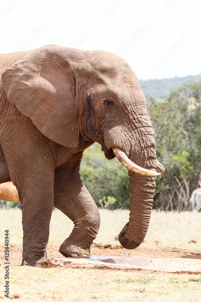 Obraz premium Bush Elephant arriving at the watering hole