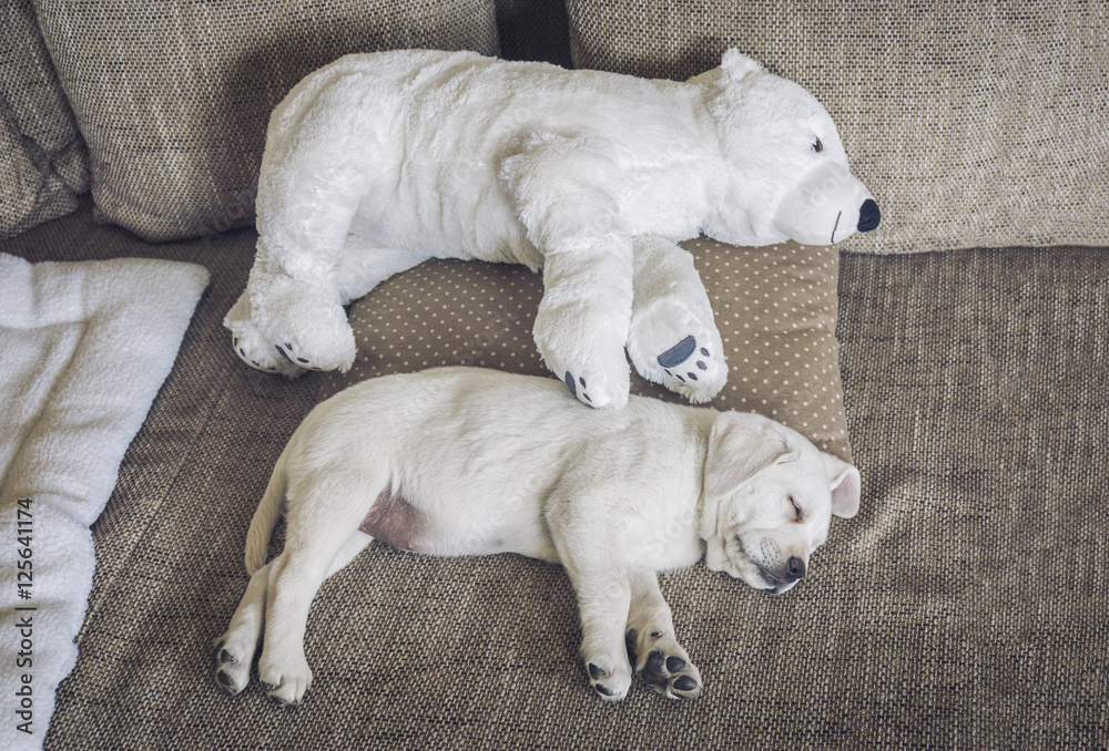 Kuscheltier Eisbär und kleiner süßer labrador welpe schlafen zusammen auf  dem sofa Stock Photo | Adobe Stock