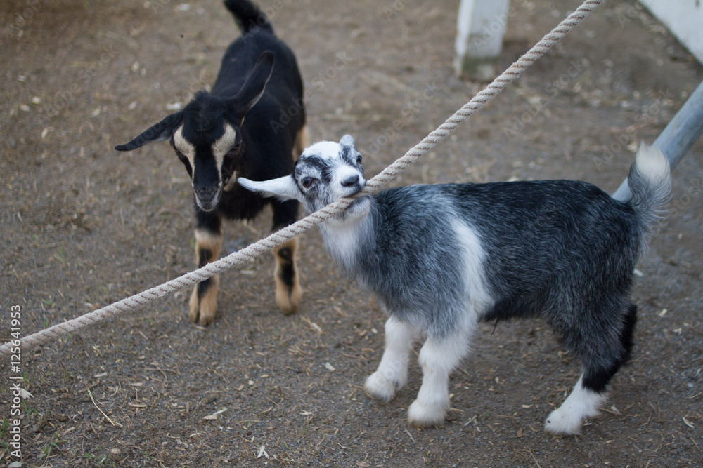 Two Baby Goats