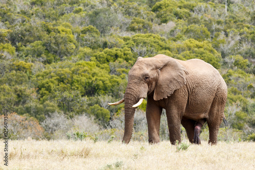 African Bush Elephant standing loud and proud in the field