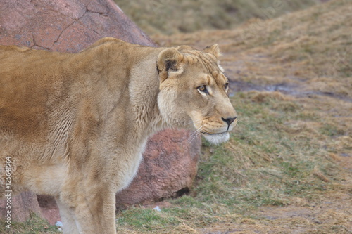 Photography Big Wild Cats