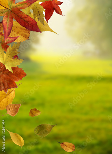 Fall of autmn leaves over green background
