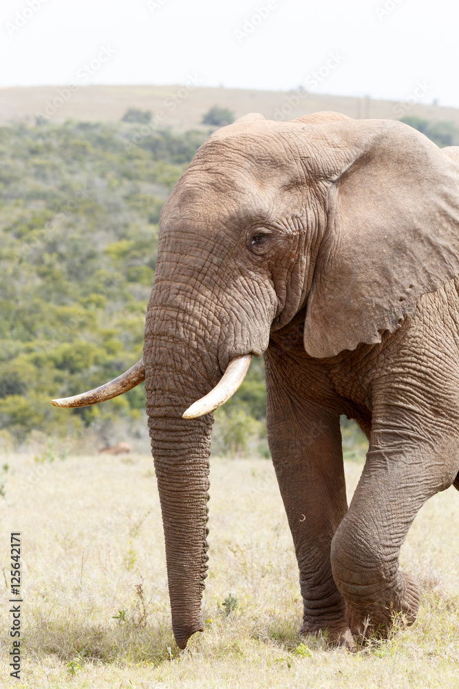 Obraz premium Side view of a Bush Elephant