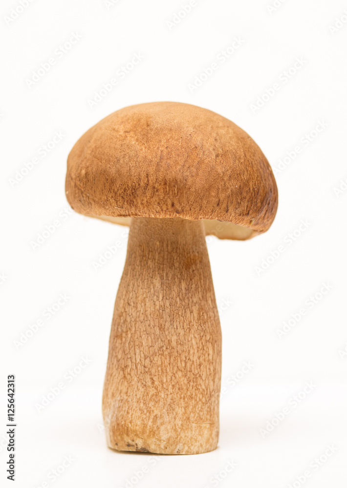 Mushroom Boletus over Wooden Background. Autumn Cep Mushrooms