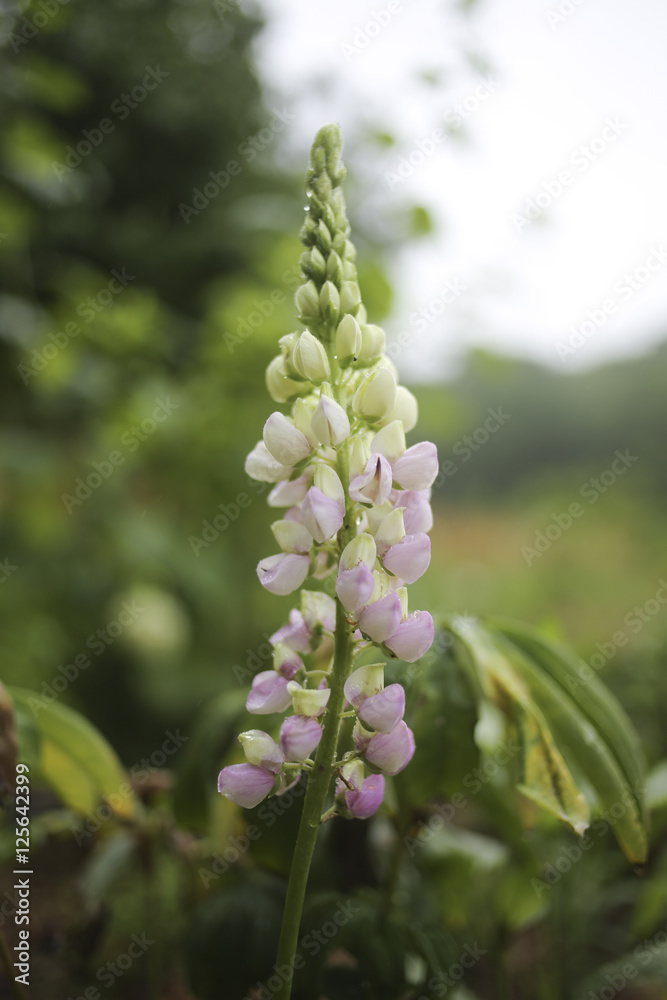 Light Purple Lupine Flowers in a Garden Light Purple Lupine Flowers in a Garden