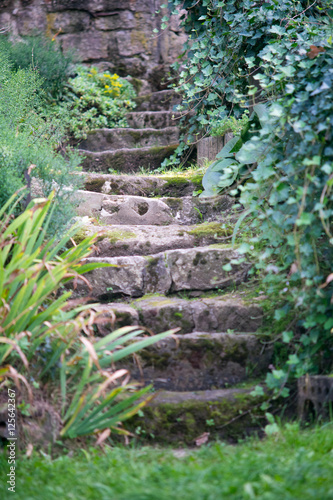 Stone stairs in garden