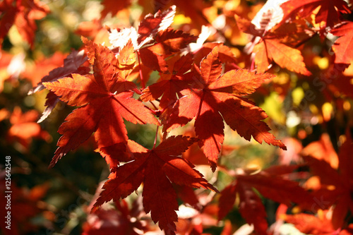 Maple leaves close up in autmn
