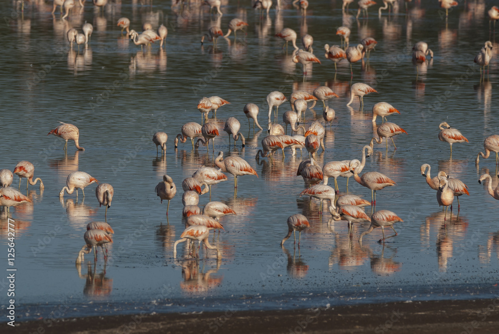 Fototapeta premium Chilean Flamingo, Phoenicopterus chilensis, La Pampa , Argentina