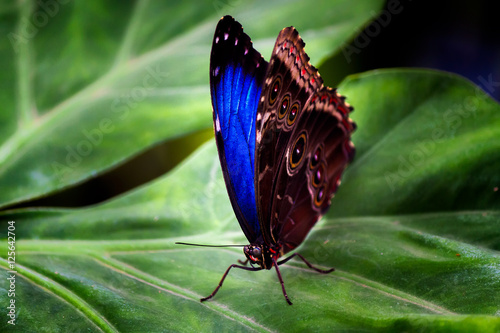 Fotografija Blue Morpho Butterfly