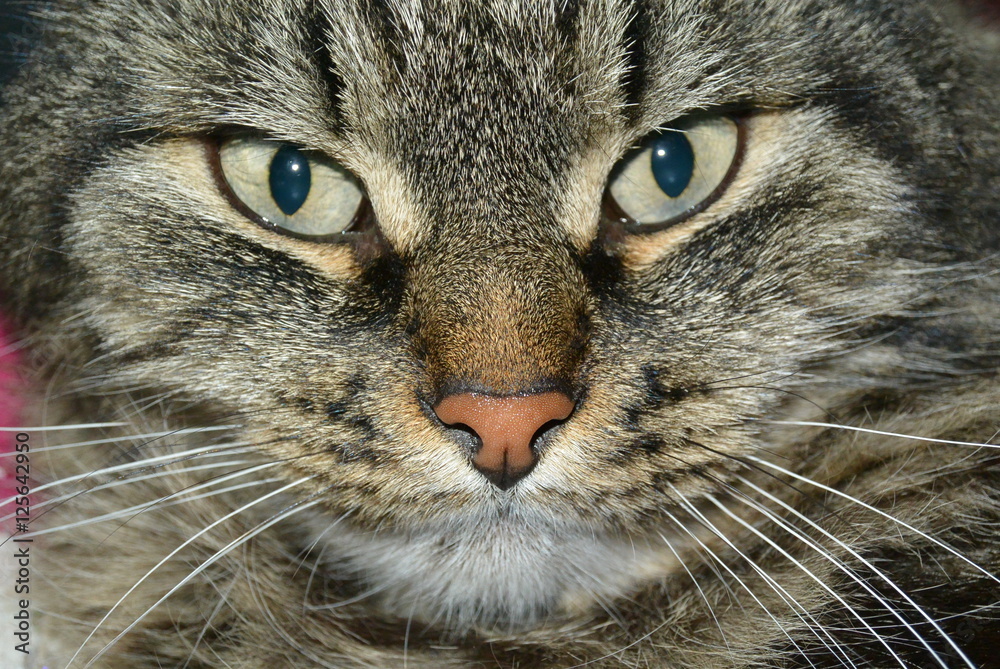 The beautiful eyes of a pet cat