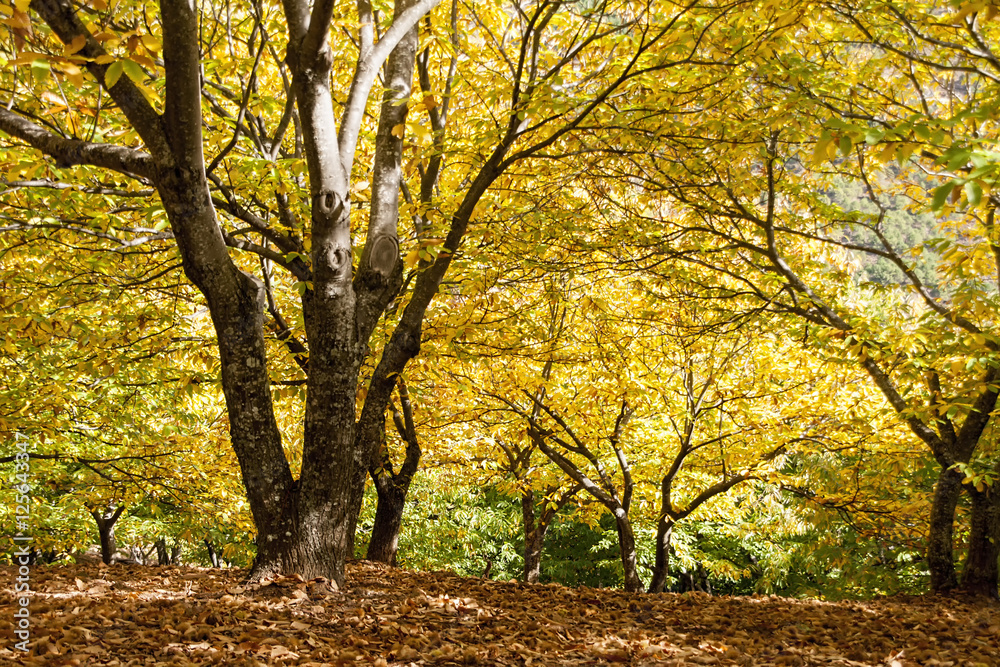 Otoño en el bosque de cobre en el valle del Genal, Málaga Otoño en el bosque de cobre en el valle del Genal, Málaga
