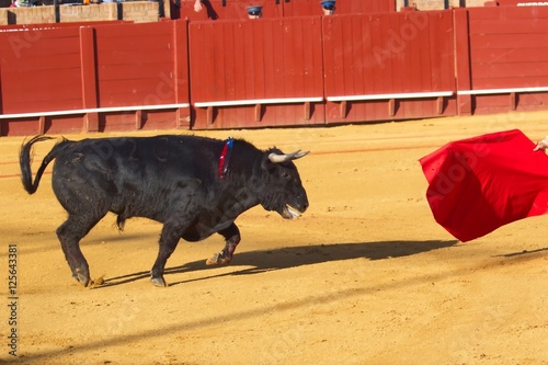 Bullfighting